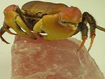 Crabe de terre, Cardisoma Carnifex 41